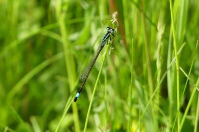 Agrion élégant