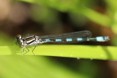 Agrion de Mercure