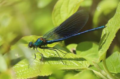 Calopteryx splendens
