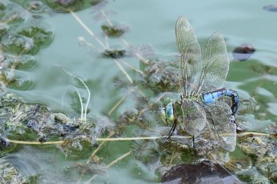 Anax empereur 