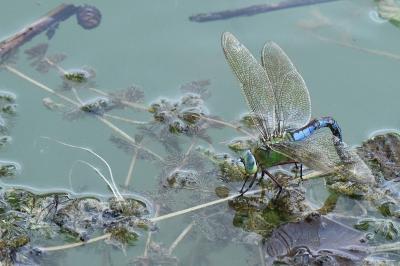 Anax empereur 