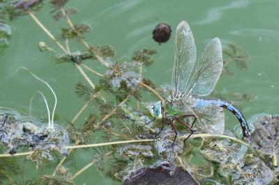 Anax empereur 