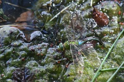 Anax empereur 