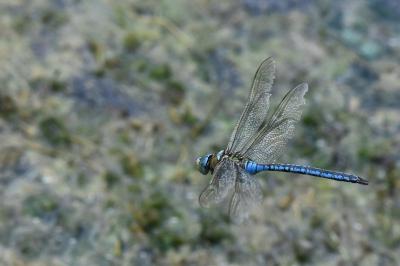 Anax empereur 