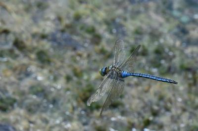 Anax empereur 