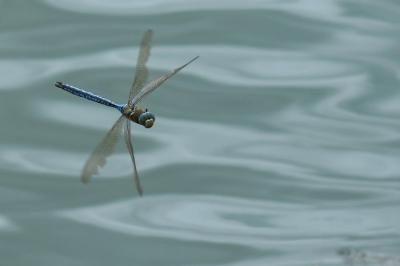 Anax empereur 