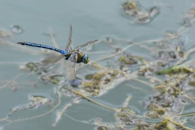 Anax empereur 