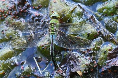 Anax empereur 