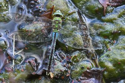Anax empereur 