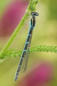 Agrion mignon 