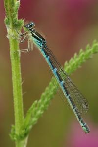 Agrion mignon 