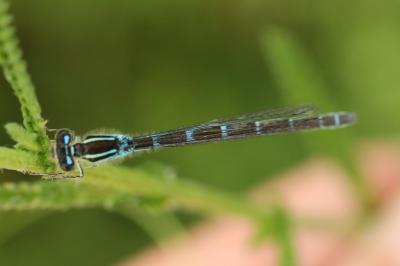 Agrion mignon 