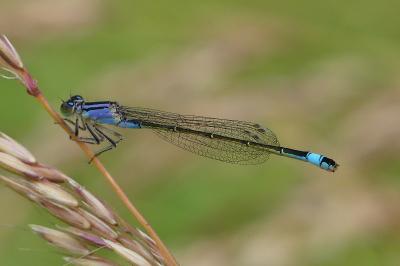 Agrion élégant