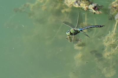 Anax empereur 