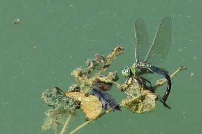 Anax empereur 