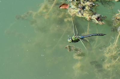 Anax empereur 