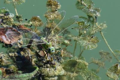 Anax empereur 