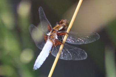 Libellule déprimée 