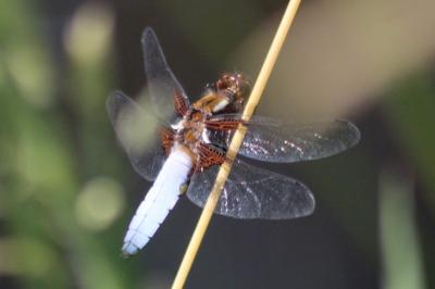 Libellule déprimée 