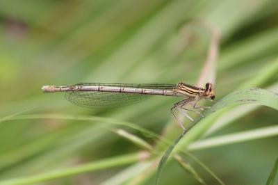 Agrion à larges pattes