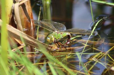 Anax empereur 