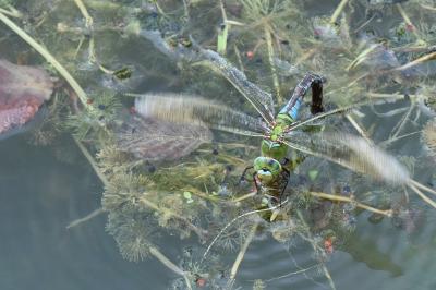 Anax empereur 