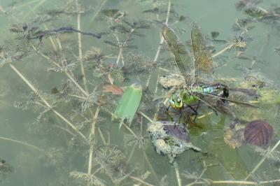 Anax empereur 