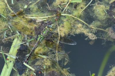 Anax empereur 