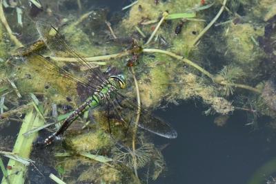 Anax empereur 