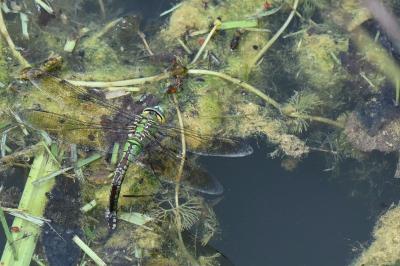 Anax empereur 