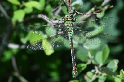 Anax empereur 