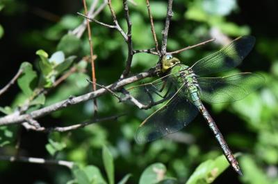Anax empereur 