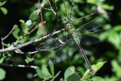 Anax empereur 