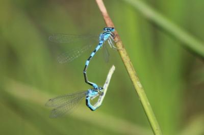 Agrion mignon 