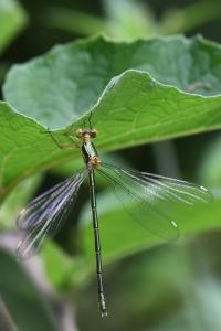 Leste vert