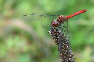 Sympetrum sanguineum