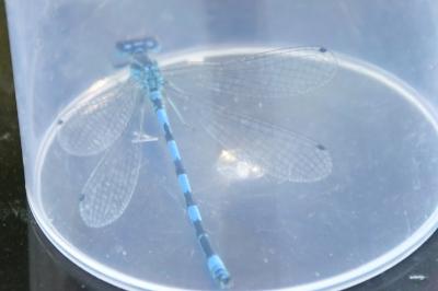 Agrion de Mercure