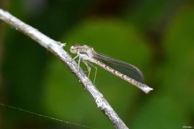 Sympecma fusca