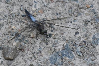 Orthetrum cancellatum
