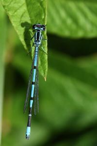 Agrion jouvencelle