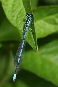 Agrion jouvencelle