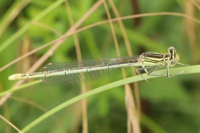 Platycnemis pennipes