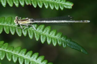 Platycnemis pennipes