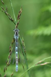 Agrion mignon 