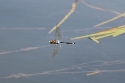 Anax napolitain 