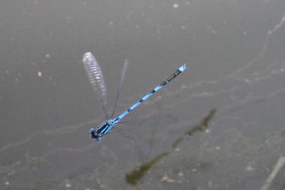 Agrion de Vander Linden