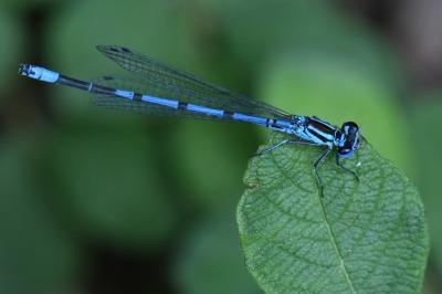 Agrion jouvencelle