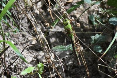 Anax empereur 