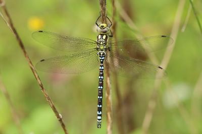 Aeschne bleue 