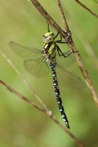 Aeschne bleue 